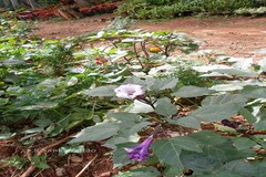 Datura metel